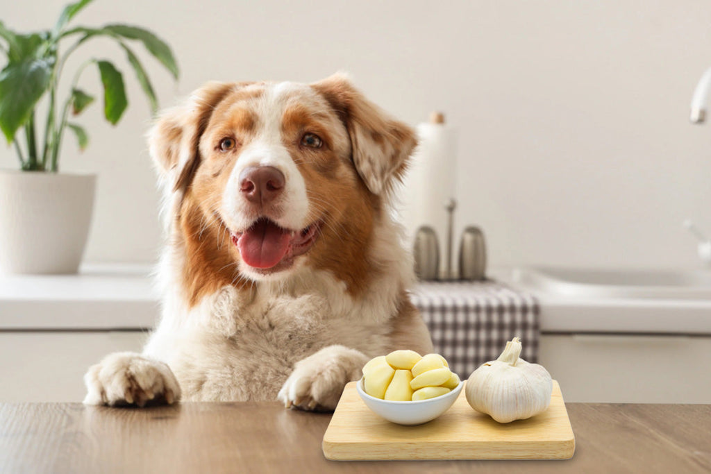 Garlic and Dogs: A Safe Superfood or Hidden Danger?