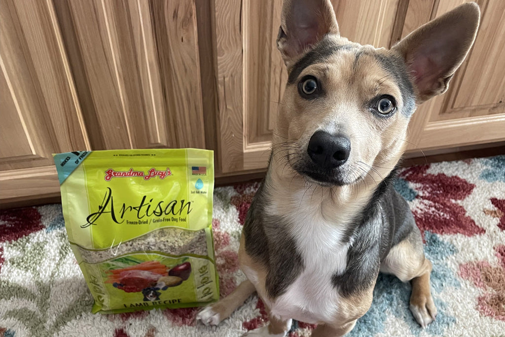 Nemo’s Happy Ending: Curing a rescue dog’s food allergies with natural dog food