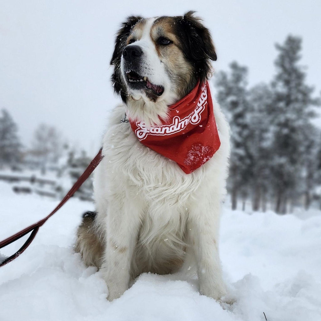 Winter in Colorado with Bonnie the Reading Dog