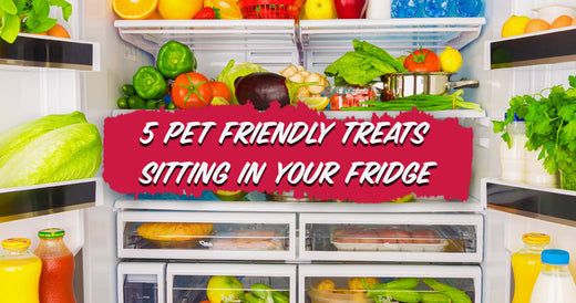 5 Pet Friendly Treats Sitting in Your Fridge